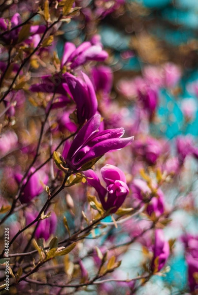 Obraz beautiful bloom of lilac magnolias in the park in the spring.
Shooting is done with a shallow depth of field.