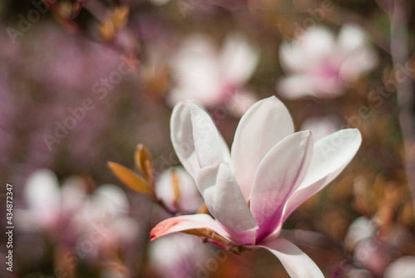 Obraz beautiful blooming of white magnolias in the park in the spring.
Shooting is done with a shallow depth of field.