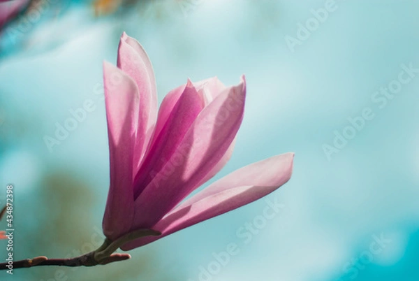 Obraz beautiful bloom of pink magnolias in the park in the spring.
Shooting is done with a shallow depth of field.