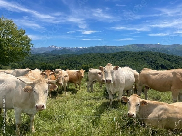 Obraz Vaches dans les Pyrénées