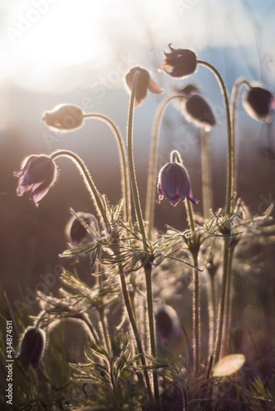 Obraz Beautiful bloom of spring Pulsatilla patens on a slope