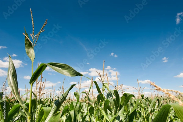 Obraz Corn field