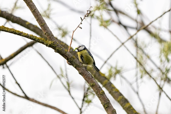 Fototapeta Blaumeise