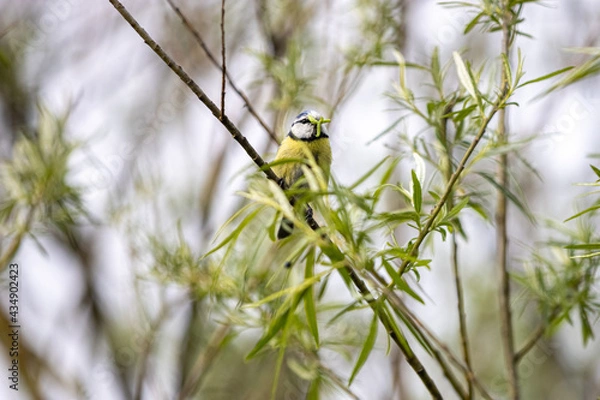Fototapeta Blaumeise