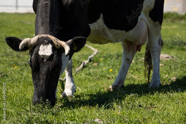 Obraz Black and white cow on a summer pasture eats a grass.