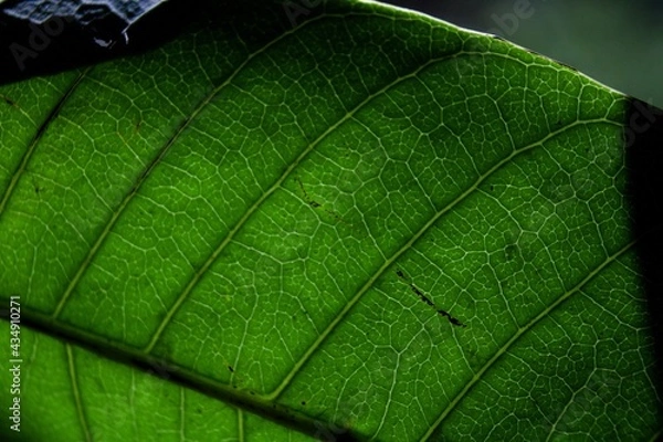 Obraz green leaf macro