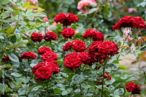 Obraz 梅雨空の赤いバラ