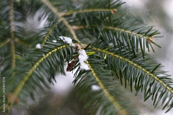 Obraz christmas tree branches