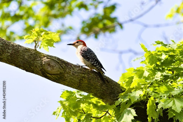 Obraz Red-Bellied Woodpecker