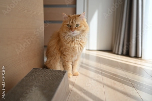 Obraz 爪とぎする猫（マンチカン）