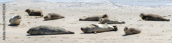 Fototapeta Seals on sandbar Engelschhoek between Vlieland and Terschelling Holland