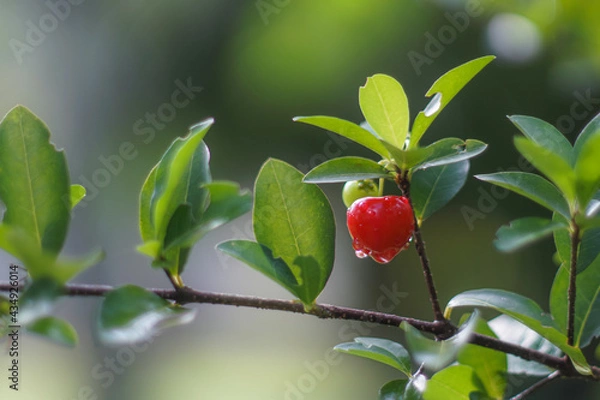 Obraz the wild cherry on a bush