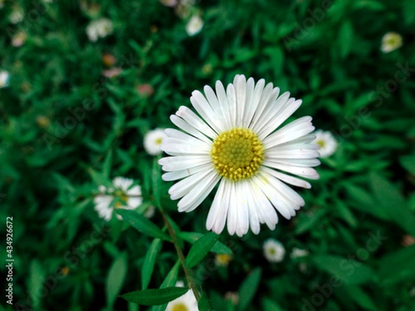 Obraz daisy in the garden