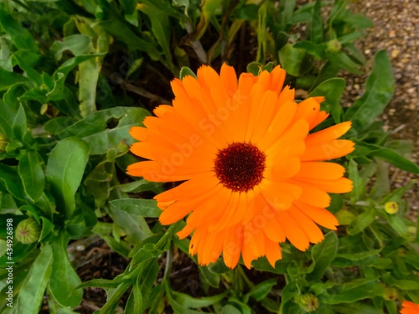 Obraz orange flower in the garden