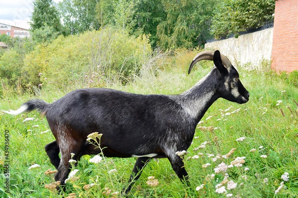 Obraz goat on the grass