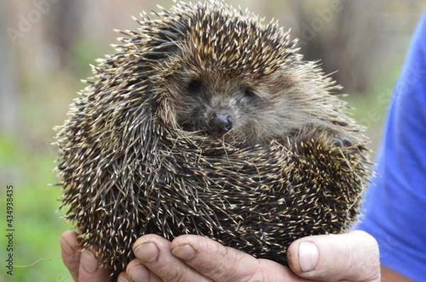 Obraz hedgehog in hand
