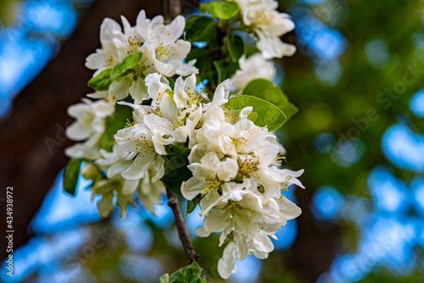 Fototapeta tree blossom