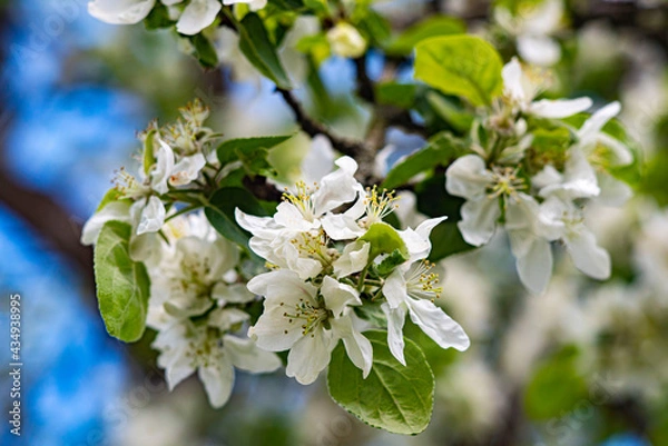 Fototapeta tree blossom
