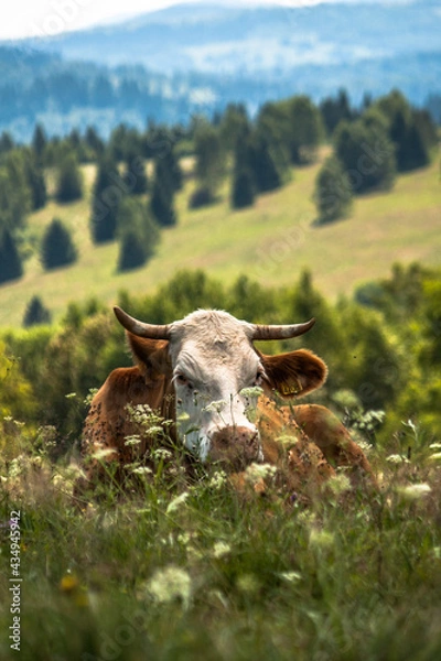 Obraz Krowa Bieszczady  