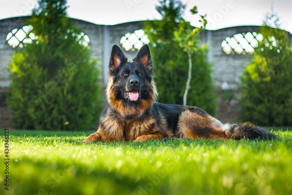 Obraz Owczarek niemiecki 