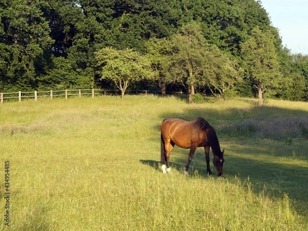 Obraz Horse in the meadow