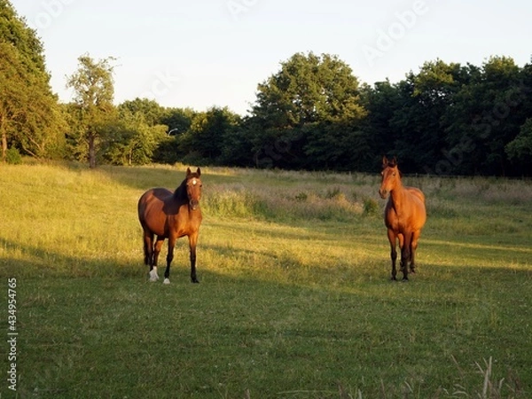 Obraz Two horses lit by the sun in the meadow