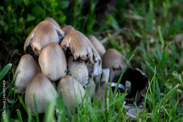 Obraz Little mushrooms with small helmets on vibrant green moss in a forest clearing shows wood decomposition on a mushroom foray with fungal friends in the woods on broken trees as natural garbage collect