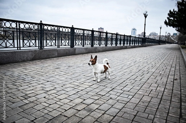 Obraz walking on the bridge