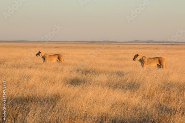 Fototapeta two lionesses standing in savannah in sunset light in etosha national parc 