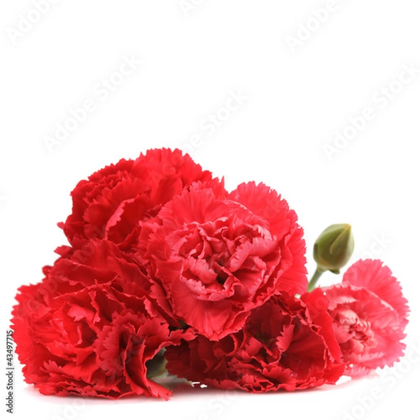 Obraz red carnation flowers