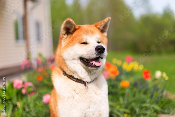 Fototapeta akitainu dog waking in the garden, summer background