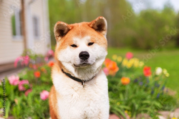 Obraz akitainu dog waking in the garden, summer background