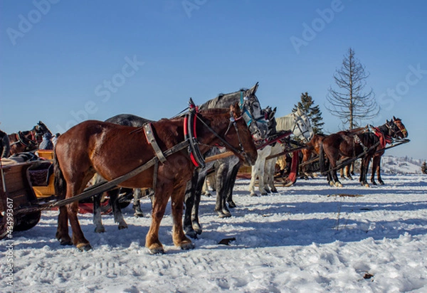 Fototapeta konie kulig