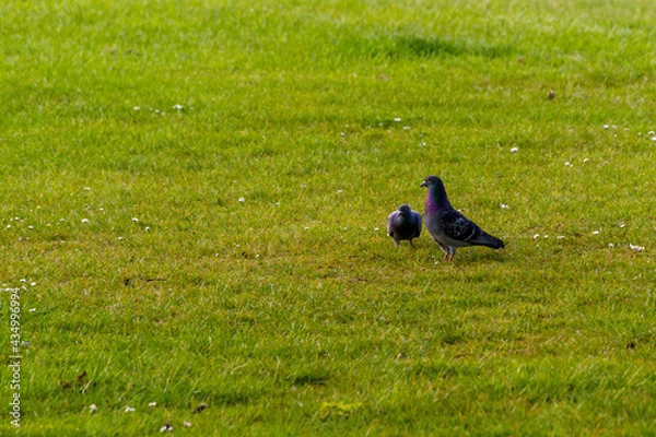 Obraz Two Pigeons Walking In a Lawn