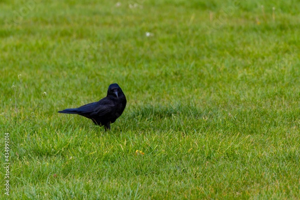 Obraz A Black Crow Standing On A Lawn