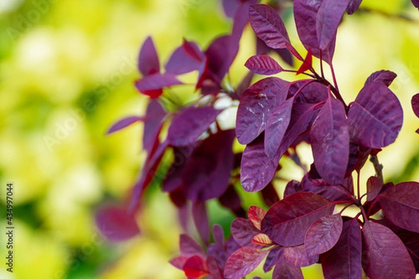 Obraz Red Leaves Against A Yellow And Green Background