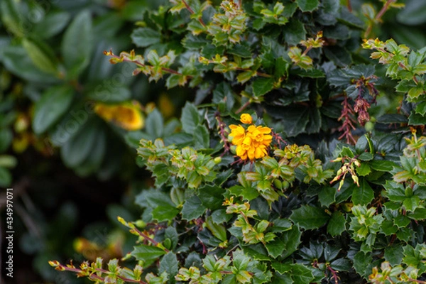Obraz A Bunch Of Small Yellow Flowers In A Bush