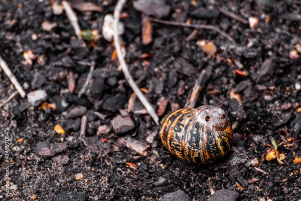 Obraz A Snail Shell Lying On The Ground