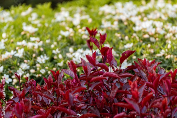 Obraz Red Leaves And Branches Against Green Plants With White Flowers
