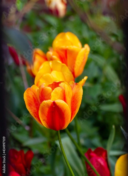 Obraz Close-Up Of Two Orange And Yellow Tulips