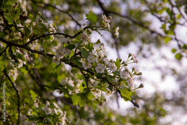 Obraz Small White Flowers In A Tree On  A Sunny Day