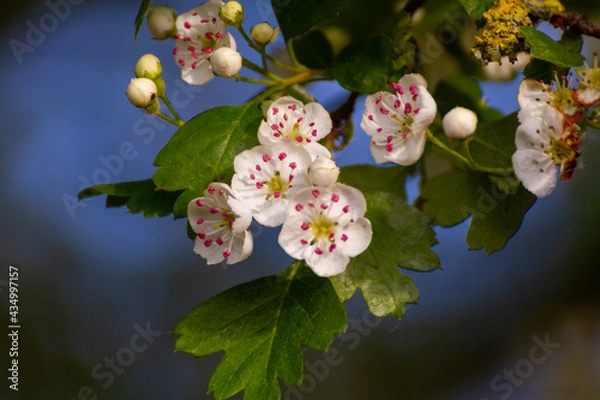 Obraz Small White Flowers In A Tree On  A Sunny Day