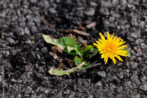 Obraz A Yellow Dandelion Growing On The Asphalt