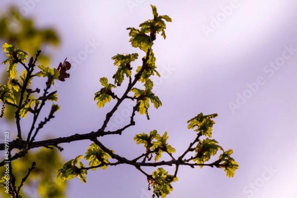 Obraz Backlit Green Leaves In A Tree