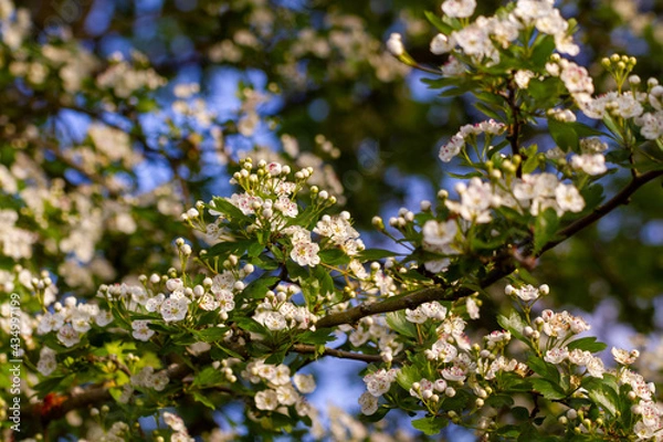 Obraz Small White Flowers In A Tree On  A Sunny DaySmall White Flowers In A Tree On  A Sunny Day