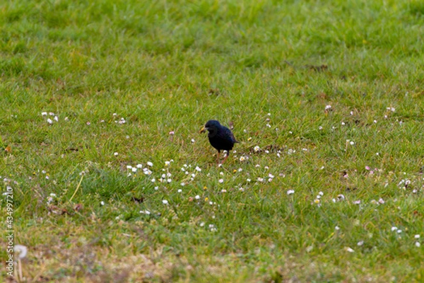 Obraz A Small Black Bird In a Lawn