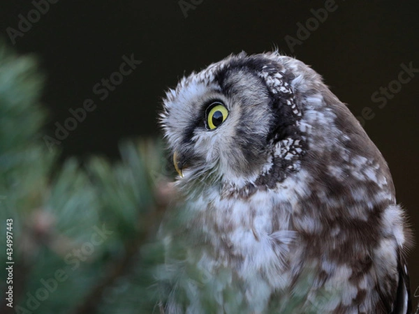 Fototapeta Close -up portrait of tiny brown owl with shining yellow eyes and a yellow beak in a beautiful natural environment. Boreal owl known also as Tengmalm‘s Owl or Richardson’s Owl, Aegolius funereus.
