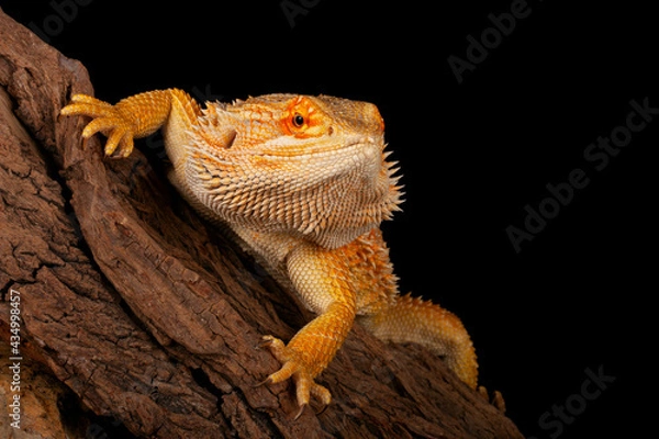 Obraz Bearded Dragon (Pogona vitticeps).