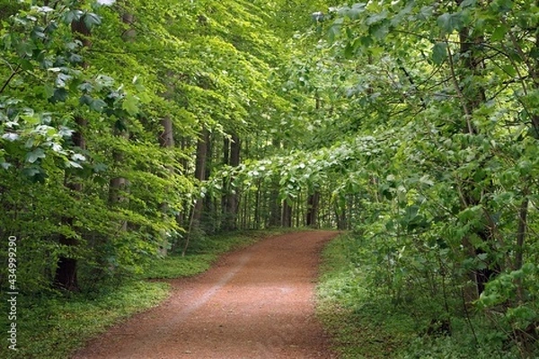 Fototapeta Forest Road