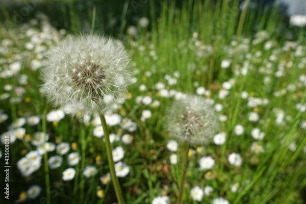 Obraz dandelion on grass